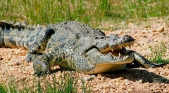 Crocodile nilsky
